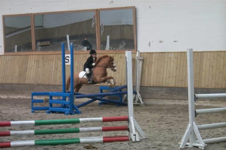 Welsh Mountain (sec A) George billede 9