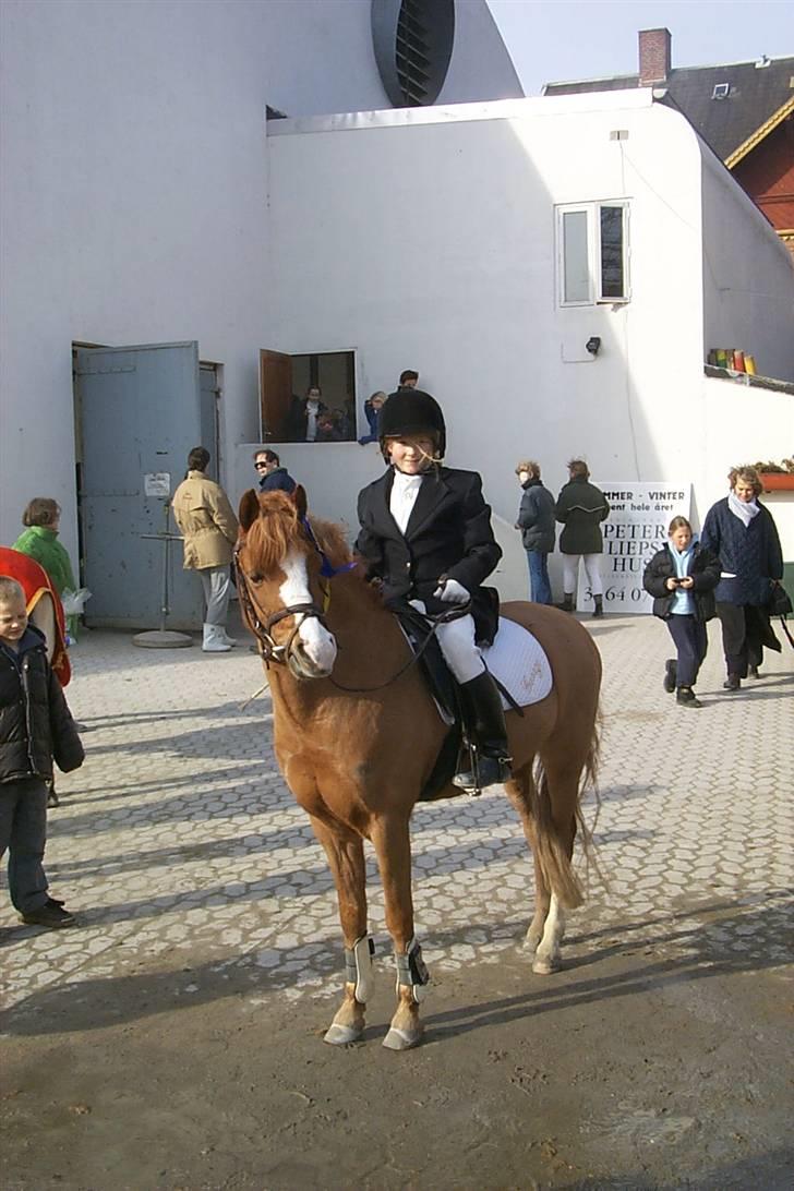 Welsh Mountain (sec A) George billede 10