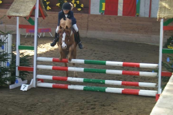 Welsh Mountain (sec A) George billede 12