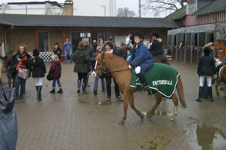 Welsh Mountain (sec A) George billede 13