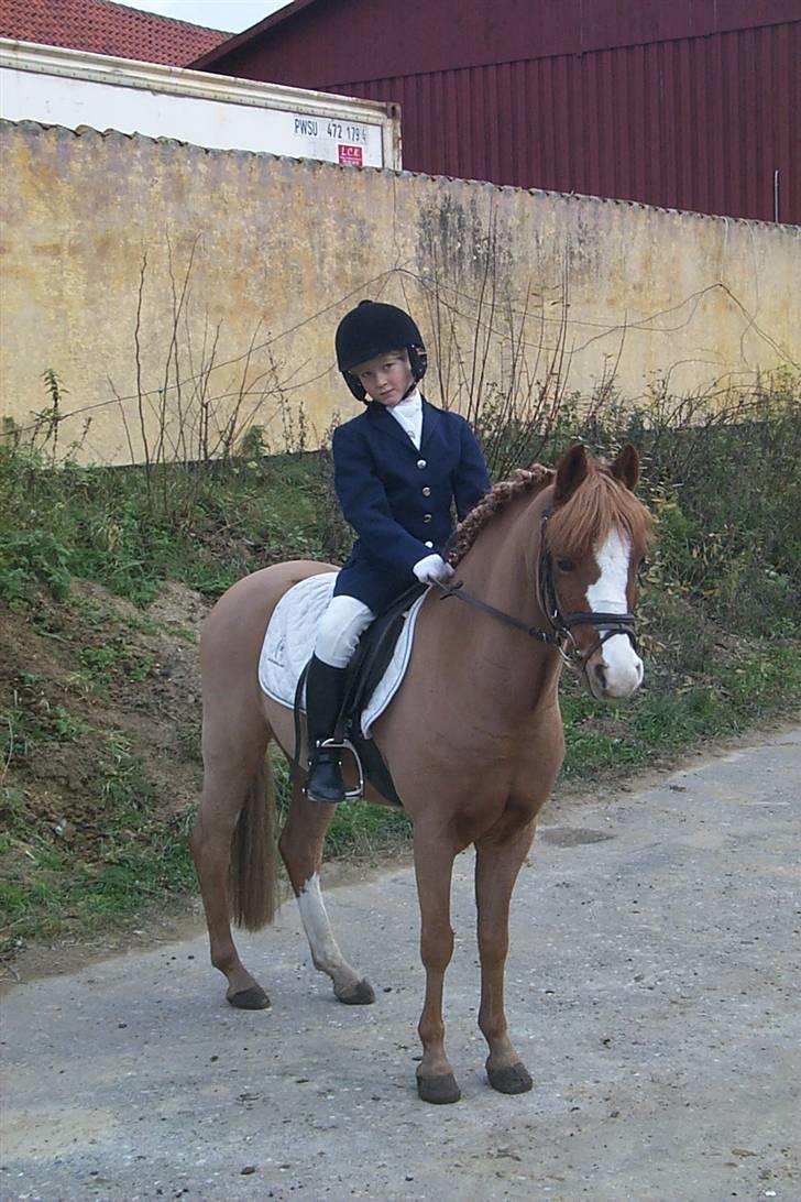 Welsh Mountain (sec A) George billede 14