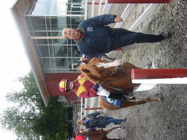 Welsh Mountain (sec A) George billede 15