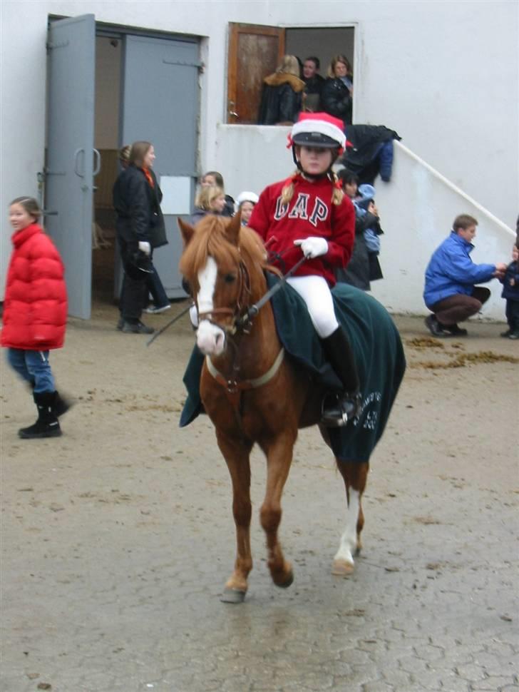 Welsh Mountain (sec A) George billede 16