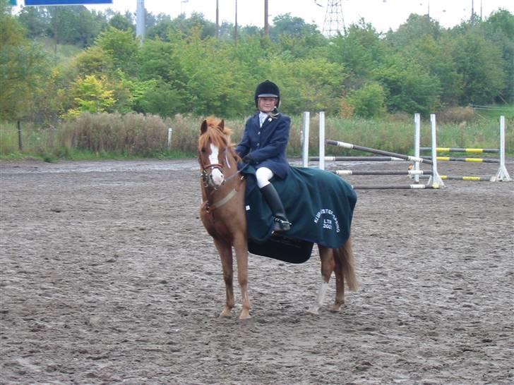 Welsh Mountain (sec A) George billede 17