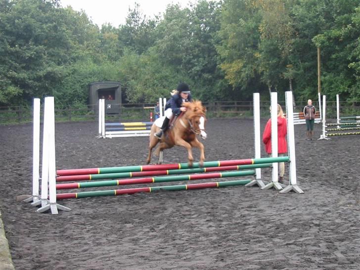 Welsh Mountain (sec A) George billede 18