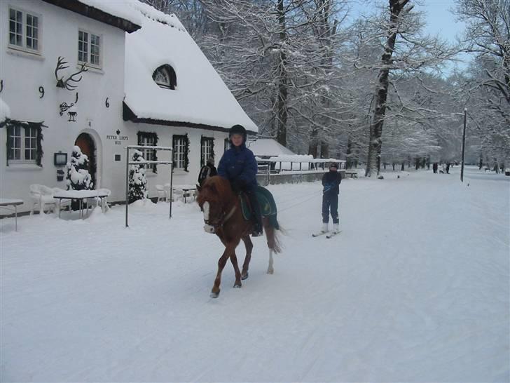 Welsh Mountain (sec A) George billede 19