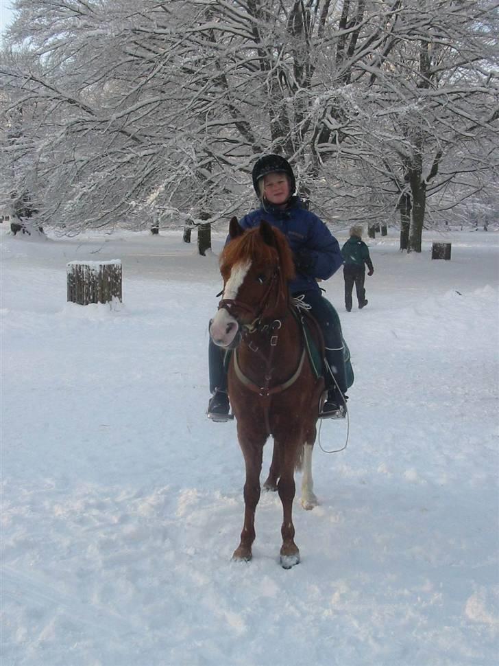 Welsh Mountain (sec A) George billede 20