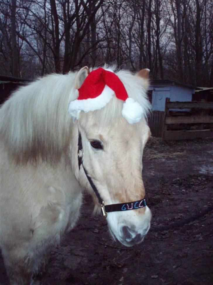 Fjordhest Gucci  † R.I.P † 16/10 08 - Elsker dig hest.  billede 7
