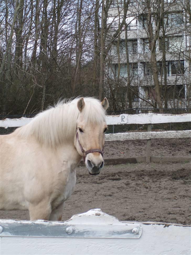 Fjordhest Gucci  † R.I.P † 16/10 08 - :-* billede 8