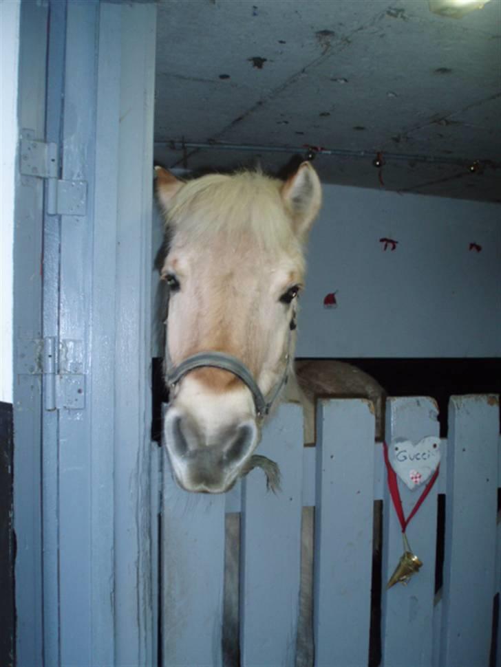 Fjordhest Gucci  † R.I.P † 16/10 08 - Gucci.  billede 9