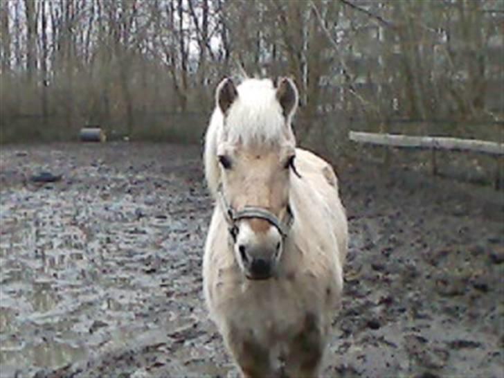 Fjordhest Gucci  † R.I.P † 16/10 08 - Vil aldrig glemme dig.  billede 10