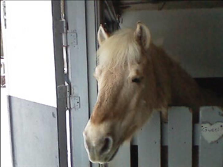 Fjordhest Gucci  † R.I.P † 16/10 08 - :-* billede 11