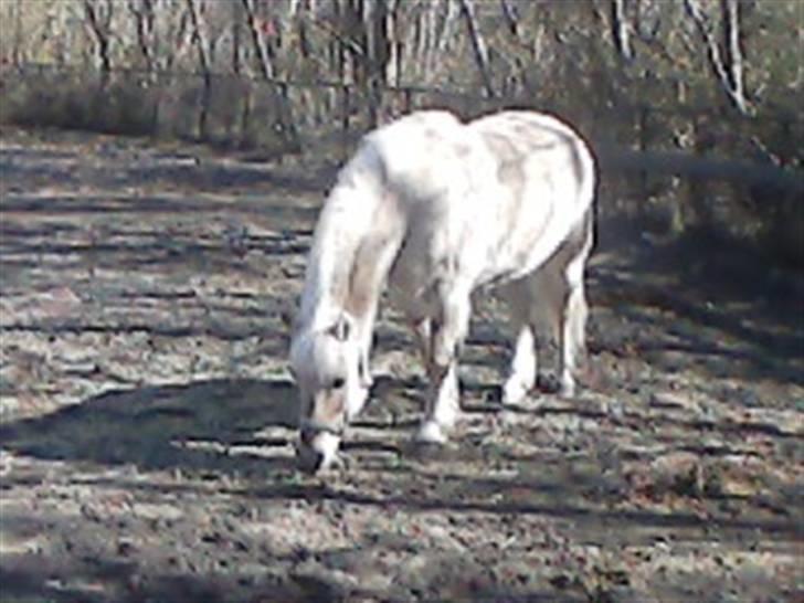 Fjordhest Gucci  † R.I.P † 16/10 08 - Gucci billede 12