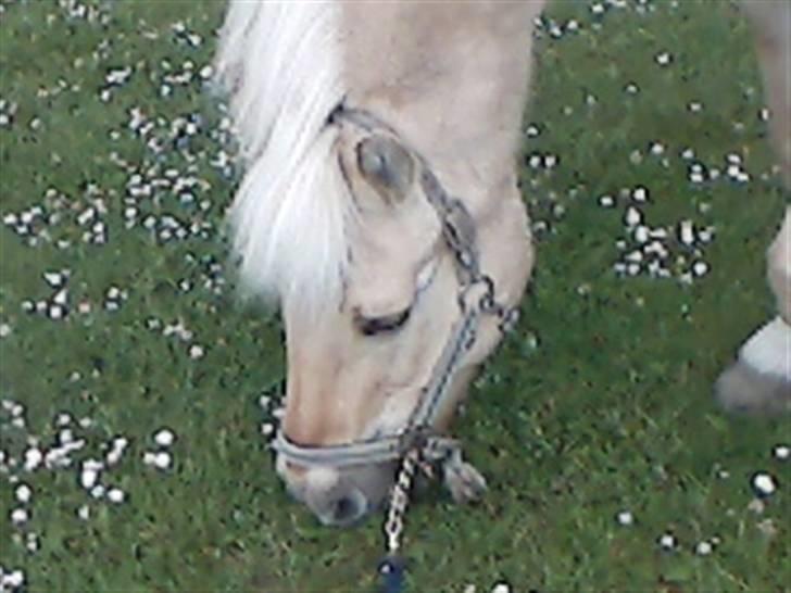 Fjordhest Gucci  † R.I.P † 16/10 08 - Stå og græsset med ham.  billede 13