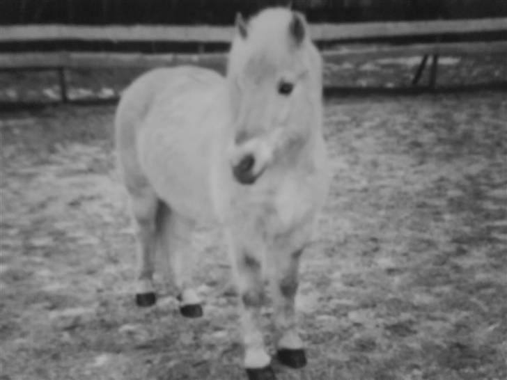 Fjordhest Gucci  † R.I.P † 16/10 08 - Et gammelt billed. som min mor har taget.. billede 14