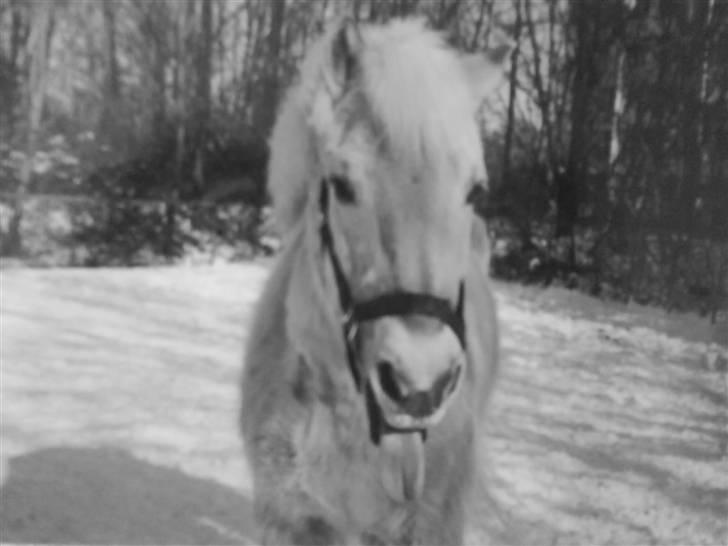 Fjordhest Gucci  † R.I.P † 16/10 08 - Blev taget julen 2005 billede 15