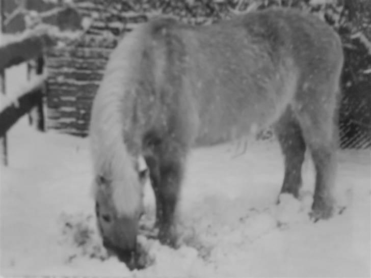 Fjordhest Gucci  † R.I.P † 16/10 08 - Blev taget i julen 2005 billede 16