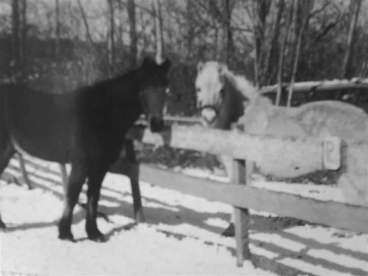 Fjordhest Gucci  † R.I.P † 16/10 08 - Gucci og Bassemand billede 17