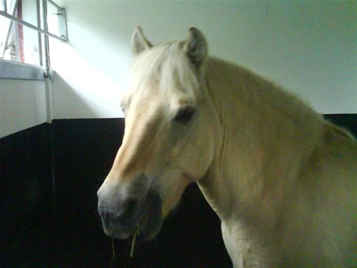 Fjordhest Gucci  † R.I.P † 16/10 08 - Gucci i hans boks.  billede 18