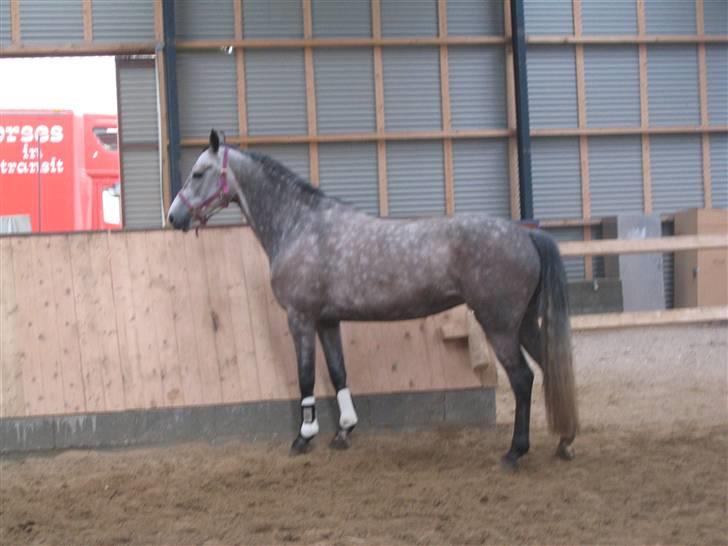 Dansk Varmblod Lexie - Løs i ridehuset maj 06 billede 3