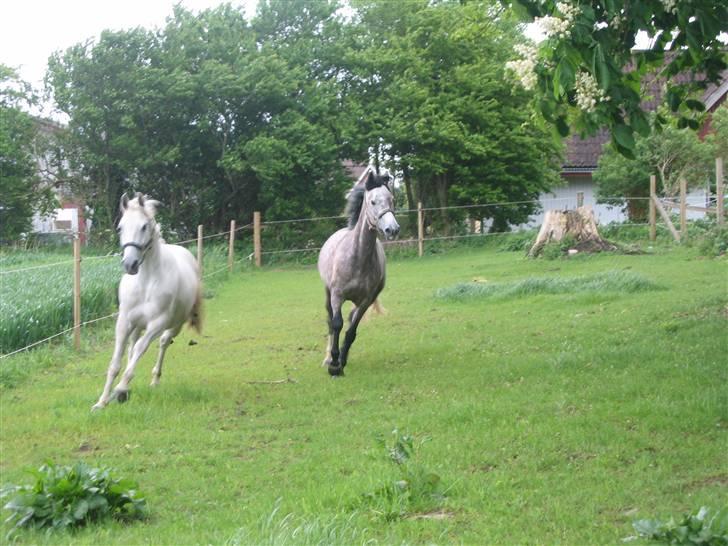 Dansk Varmblod Lexie - Lexie og Zindy sommerfold 06 billede 5