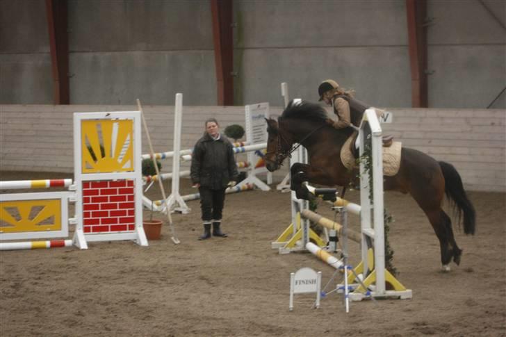 New Forest Kaval - Kaval er den beste. LA CSC 2007. billede 1