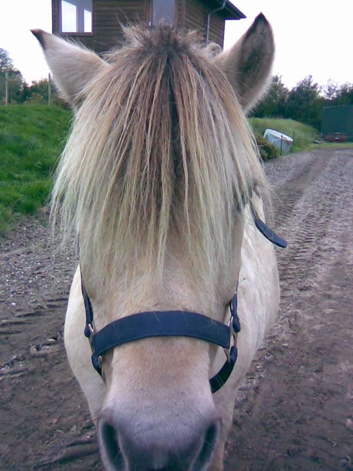 Fjordhest skipper - fedt garn.. foto: mig.. billede 13