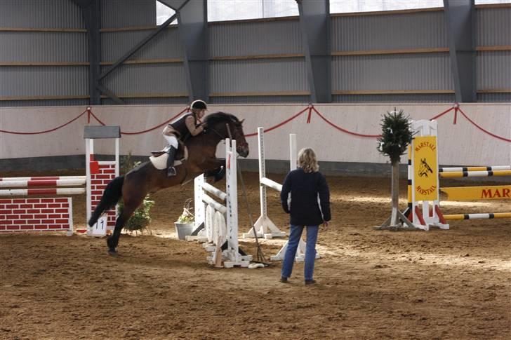 New Forest Kaval - Kaval til Landsstævne. MB HER 2007. billede 2