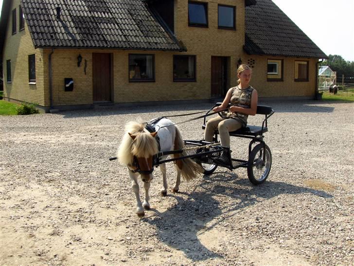 Shetlænder Bailey - #16 En af de første gange med hans vogn billede 16