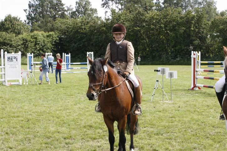 New Forest Kaval - Dygtige Valle 1. Plads. LA SLR 2007.  billede 4