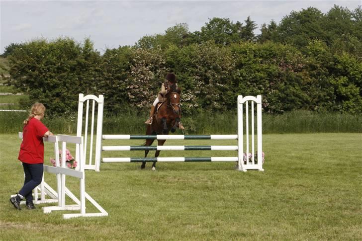 New Forest Kaval - Kaval. LA SLR 2007. billede 5