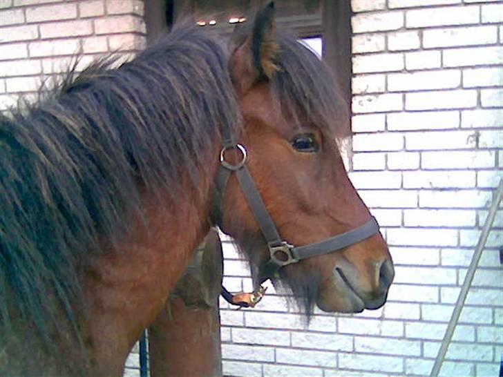 Islænder Bersi af Kransmose solgt - Bersi billede 15