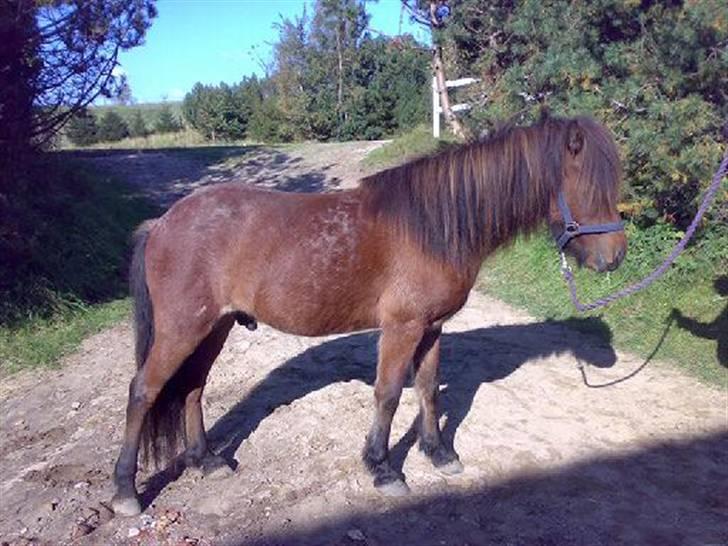 Islænder Bersi af Kransmose solgt - Er jeg ikke bare lækker :) billede 16