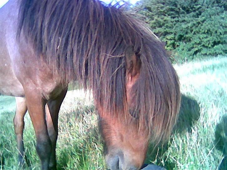 Islænder Bersi af Kransmose solgt - Nam smager godt billede 17