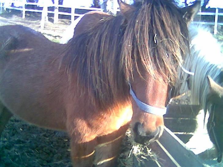 Islænder Bersi af Kransmose solgt - hej billede 18