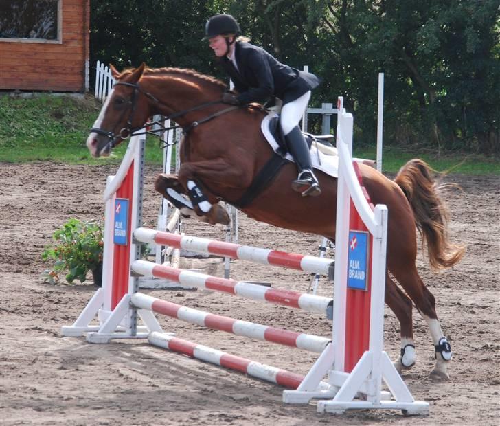 Dansk Varmblod Sophia *RIP* - LC i Nibe Foto: Stine Ravn billede 19