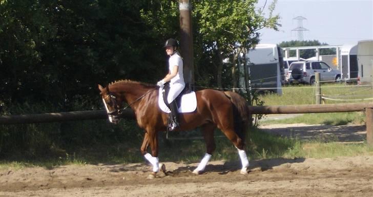 Dansk Varmblod Sophia *RIP* - Sidste dressur stævne på springhesten;) billede 20