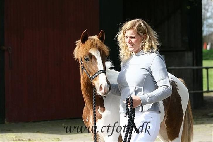 Pinto Kazella Nyberg - Kazella til plagskue 07 billede 7
