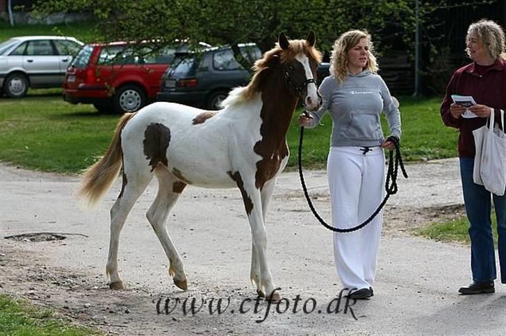 Pinto Kazella Nyberg - kazella til plagskue 07 billede 8
