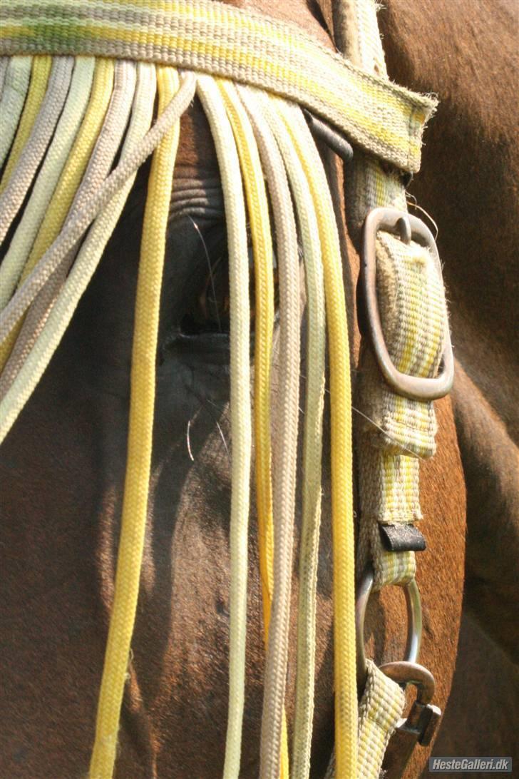 Dansk Varmblod † Pachanga(Baby) † - Alternativt billede hehe billede 17