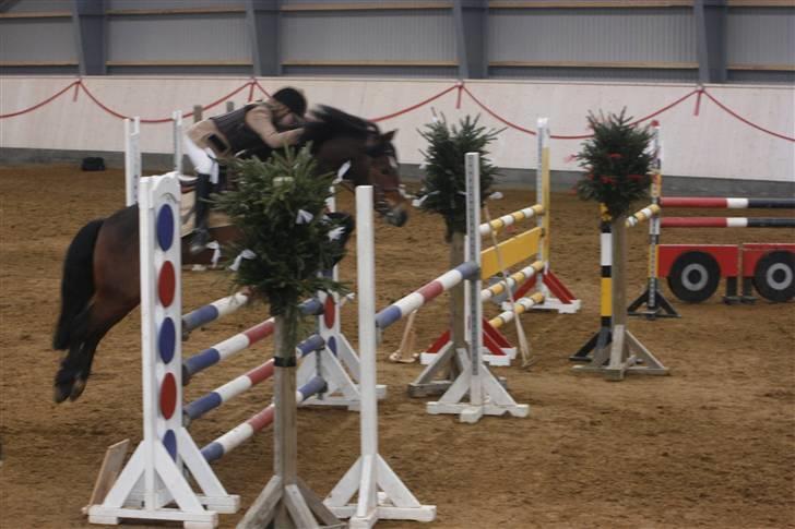 New Forest Kaval - Kaval landsstævne. HER 2007. billede 6