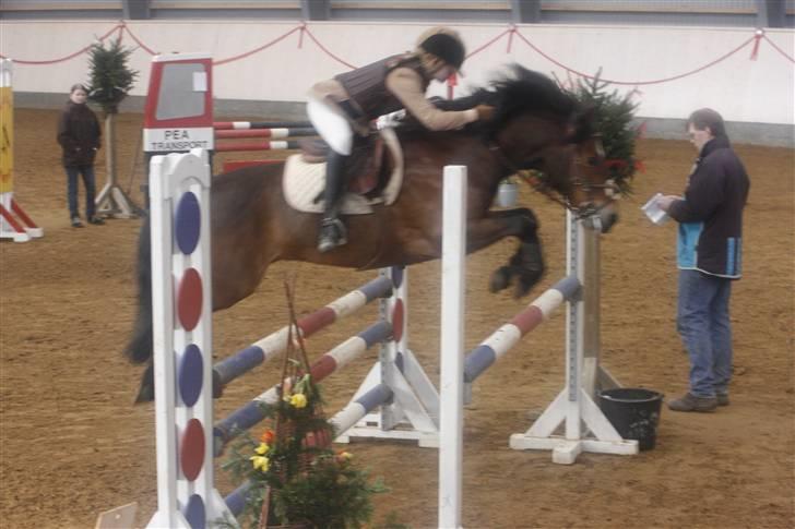 New Forest Kaval - Kaval landsstævne. HER 2007. :D billede 7