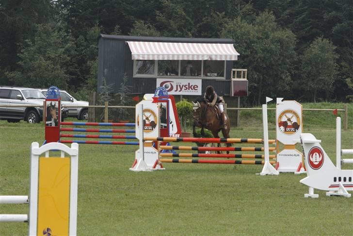 New Forest Kaval - Kaval DM. MB BIS 2007.  billede 9