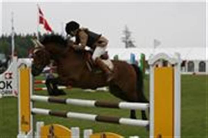 New Forest Kaval - Kaval DM. BIS 2007. billede 10