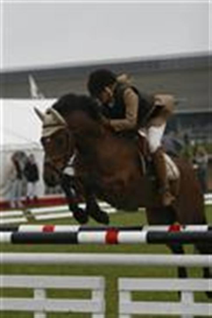 New Forest Kaval - Kaval DM. MB BIS 2007. billede 11