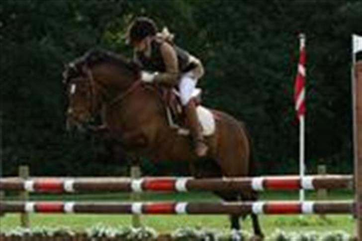 New Forest Kaval - Kaval DM. BIS 2007. billede 12