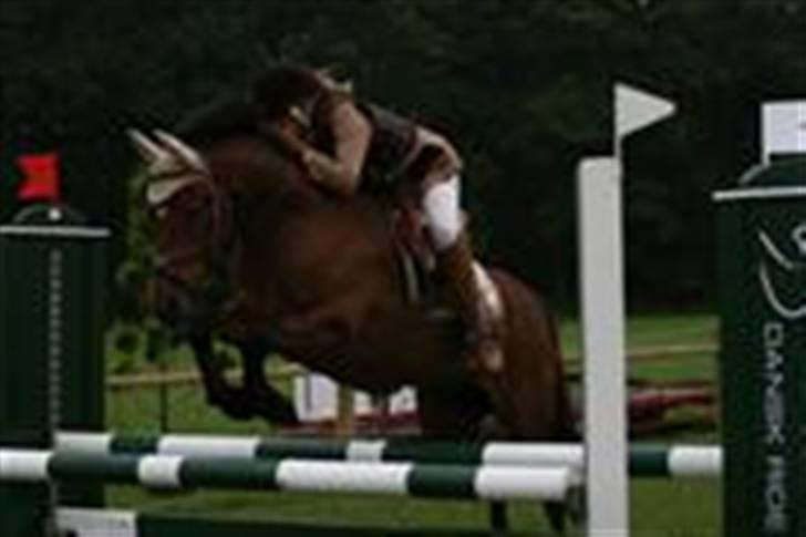 New Forest Kaval - Kaval DM. BIS 2007.  billede 13