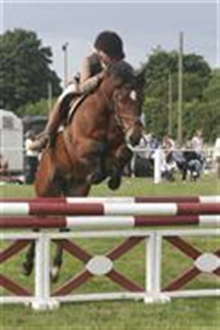 New Forest Kaval - Valle 3. plads. LA SLR 2007. billede 14