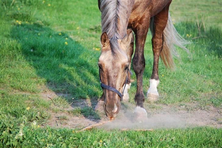 Palomino CHOPALI - Chop hygger sig på marken, maj 2009 billede 9