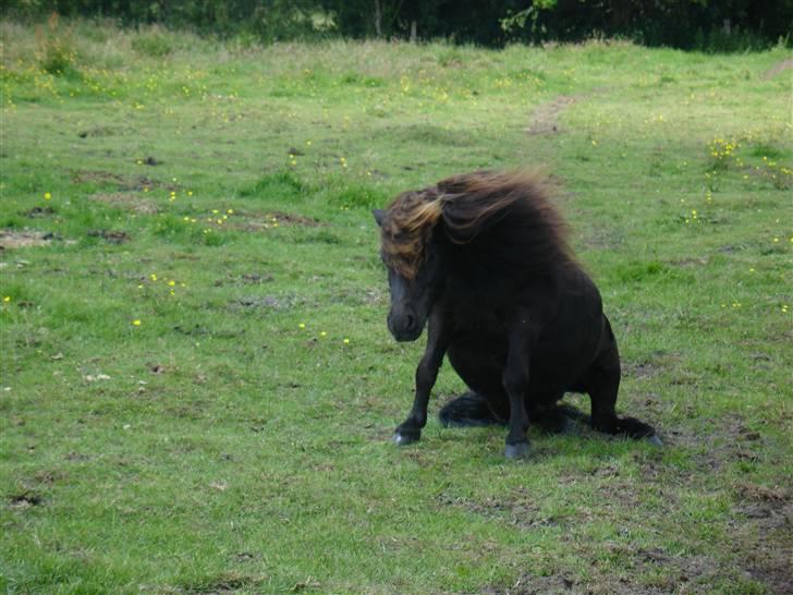 Shetlænder Emil - Emil, efter en rulletur:) billede 3